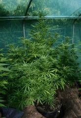 Cheese Exodus Cut Bio Canna 9 octobre