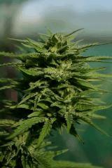 Cheese Exodus Cut Bio Canna 31 octobre (récolte) M