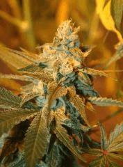 Cheese Les 4 Flo 54 2