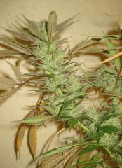 Cheese Haze Dark Flo 70 Cut 4