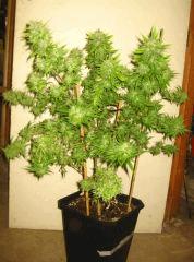 Cheese Exodus Pm 2 Flo   70 Cut 2