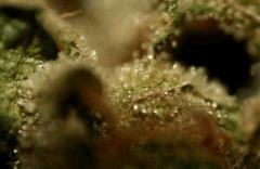 Cheese Exodus Cut Biocanna (Bioboost)