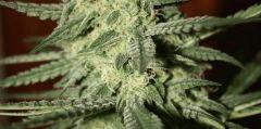 Exodus Cheese Pm 1 Flo   52 3