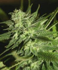 Exodus Cheese Pm 2 Flo 51 3