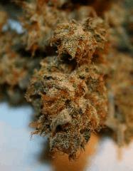Cheese Haze G