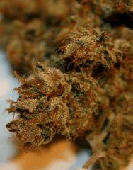 Cheese Haze H