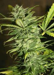 Exodus Cheese Pm 2 Flo 51 5