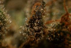 Cheese Haze F