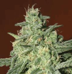 Exodus Cheese Pm 1 Flo   52 4
