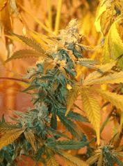 Cheese Les 4 Flo 54