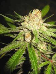 Cheese Haze Dark Flo 70 Cut 14