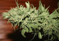 Cheese Exodus Flo 66 Cut 2