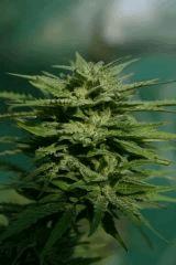 Cheese Exodus Cut Bio Canna 31 octobre (récolte) O