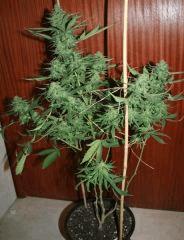 Exodus Cheese Pm 1 Flo   52 5