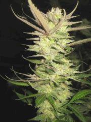 Cheese Haze Dark Flo 70 Cut 9