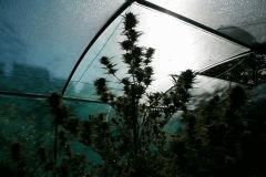 Cheese Exodus Cut Bio Canna 31 octobre (récolte)