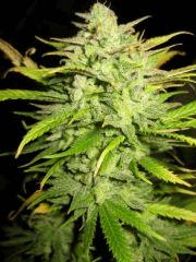 Cheese Exodus Pm 2 Flo 70 Cut 8