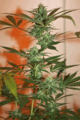 Les 4 Cheese F 30 2