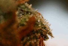 Cheese Haze E