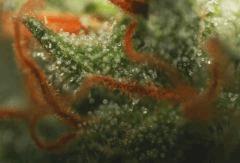 Cheese Haze Dark Flo 51 5
