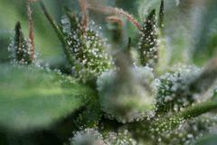 Cheese Exodus Cut Bio Canna 31 octobre (récolte) H