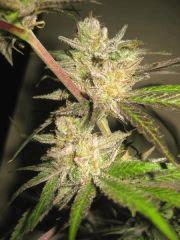 Cheese Haze Dark Flo 70 Cut 8
