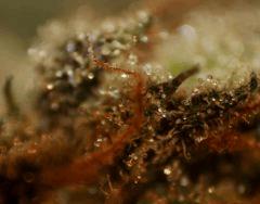 Cheese Haze D