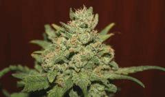 Cheese Exodus Flo 66 Cut 3