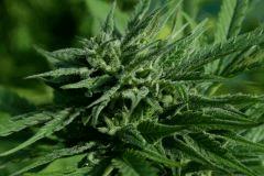 Cheese Exodus Cut Bio Canna 22 octobre 2