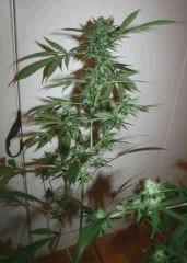 Les 4 Cheese F 37 3
