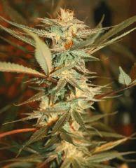 Cheese Haze Dark Flo 51 4