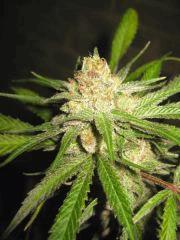 Cheese Haze Dark Flo 70 Cut 16