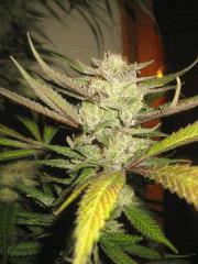 Cheese Haze Dark Flo 70 Cut 7