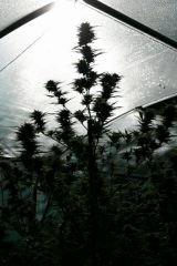 Cheese Exodus Cut Bio Canna 31 octobre (récolte) K