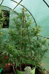Cheese Exodus Pot vert