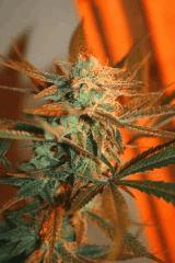 Cheese Haze Dark Flo 51 2