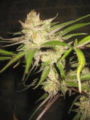 Cheese Haze Dark Flo 70 Cut 13