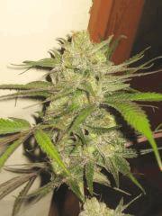 Cheese Haze Dark Flo 70 Cut 6