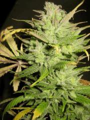 Cheese Exodus Pm 2 Flo 70 Cut 6