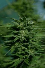 Cheese Exodus Cut Bio Canna 31 octobre (récolte) L