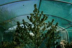 Cheese Exodus Cut Bio Canna 31 octobre (récolte) F