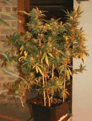 Exodus Cheese Pm 2 Flo 51 6