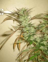 Cheese Haze Dark Flo 70 Cut 3