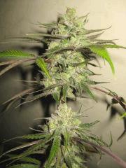 Cheese Haze Dark Flo 70 Cut 10