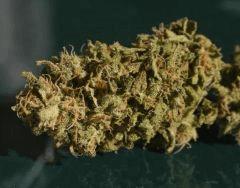 UK Cheese pm1 en curing 2
