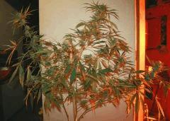 Cheese Haze Dark Flo 51