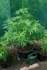 UK Cheese Exodus 1