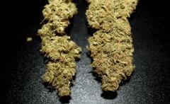 Cheese Exodus Cut Biocanna Et Boost Plagron Green Sensation