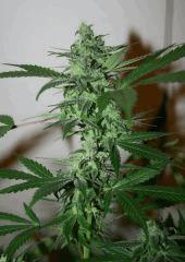 Les 4 Cheese Flo 47 2