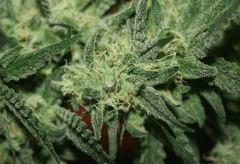 Exodus Cheese Pm 1 Flo   52 6